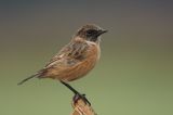 Stonechat - Saxicola torquata