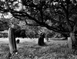 Near Sandringham.jpg