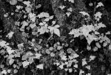 Leaves @ State Park - Washington State.jpg