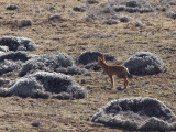 Simien Wolf, Bale Mountains NP