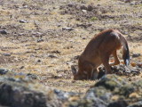 Simien Wolf, Bale Mountains NP