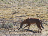 Simien Wolf, Bale Mountains NP