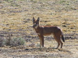 Simien Wolf, Bale Mountains NP