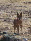 Simien Wolf, Bale Mountains NP
