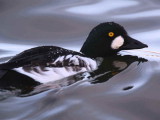 Goldeneye, Hogganfield Loch, Glasgow