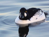 Goldeneye, Hogganfield Loch, Glasgow