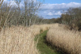 The Aber Bog footpath, Loch Lomond NNR
