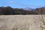 Ben Lomond and the Aber Bog, Loch Lomond NNR