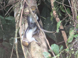 Mona Monkey, Kakum NP, Ghana