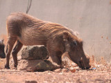 Warthog, Mole NP, Ghana