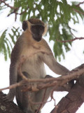 Callithrix Monkey, Mole NP, Ghana