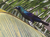Príncipe Glossy Starling, Bom Bom Resort, Príncipe