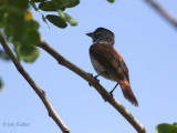 São Tomé Paradise Flycatcher (female), Praia das Conchas, São Tomé