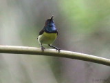 Newton's Sunbird, São Tomé
