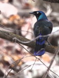 Príncipe Glossy Starling, Bom Bom Resort, Príncipe