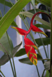 Flowers in hotel garden, São Tomé