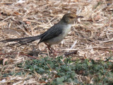 São Tomé Prinia, airport, São Tomé