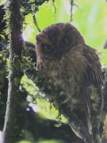 São Tomé Scops Owl, Cao Grande, São Tomé