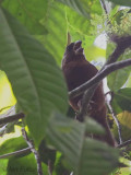 São Tomé Grosbeak, Cao Grande, São Tomé