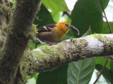 São Tomé Weaver, Roa Bombain, São Tomé
