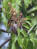 São Tomé Weaver, Agua Grande, São Tomé