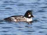 Goldeneye (drake), Hogganfield Loch-Glasgow, Clyde