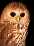 Vermiculated Fishing Owl, Mpivie River-Loango NP, Gabon