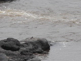 Distant Rock Pratincole, Ogoué River, Gabon