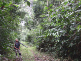 Birding at Ipassa Research Station, Makokou, Gabon