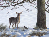 Unidentified Deer species, Loch Lomond NNR, Clyde