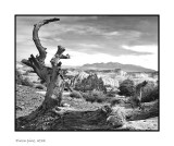 Pinon Pine