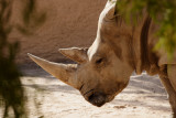 Phoenix Zoo