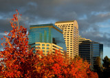 Sacramento Autumn