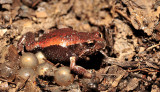 Pseudophryne raveni male with eggs
