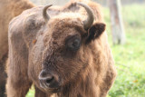 Junger Wisent