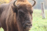 Wisent