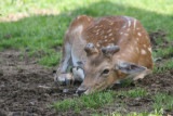 Damhirsch
