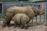 Panzernashörner / Asian Rhinos - suckling