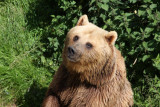 Europäischer Braunbär / European Brown Bear