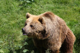 Europäischer Braunbär / European Brown Bear