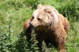 Europäischer Braunbär / European Brown Bear