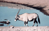 Oryx