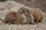 Präriehunde / Prairie dogs