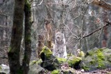 Luchs / Lynx