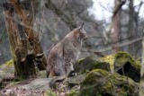 Luchs / Lynx