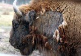 Wisent / European bison