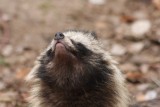 Marderhund / Raccoon dog