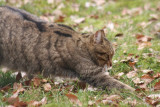 Wildkatze / Wild cat