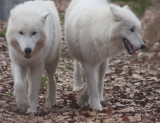 Polarwölfe / Polar wolves