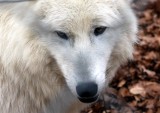 Polarwolf / Polar wolf